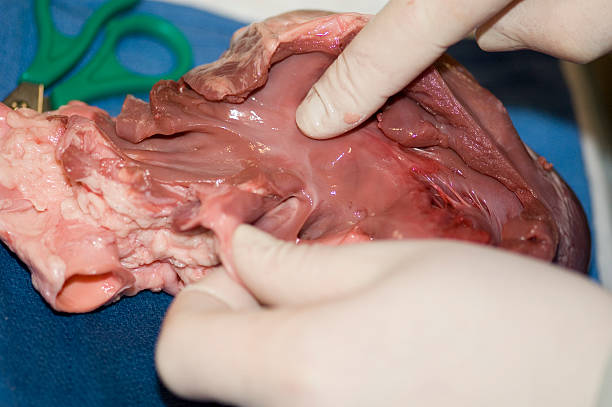 dissezione di maiale cuore - human artery animal artery human vein healthcare and medicine foto e immagini stock