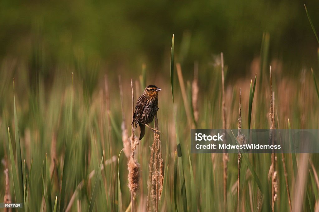 Pequeno Pássaro - Royalty-free Nebrasca Foto de stock