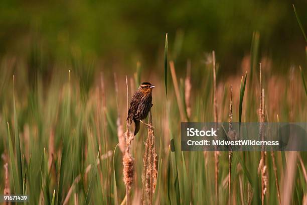 Pequeno Pássaro - Fotografias de stock e mais imagens de Nebrasca - Nebrasca, Pântano, Ao Ar Livre