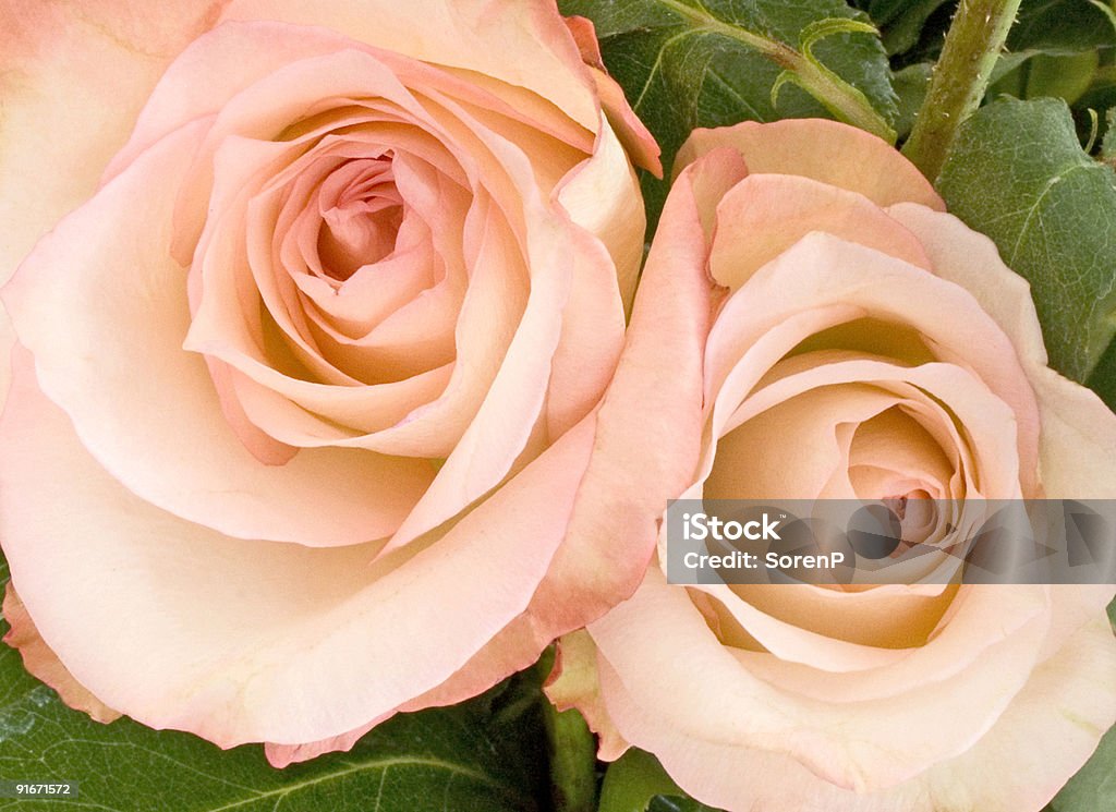 Rosa accordo - Foto stock royalty-free di Pesca - Frutta