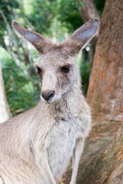 Young kangaroo upclose stock photo