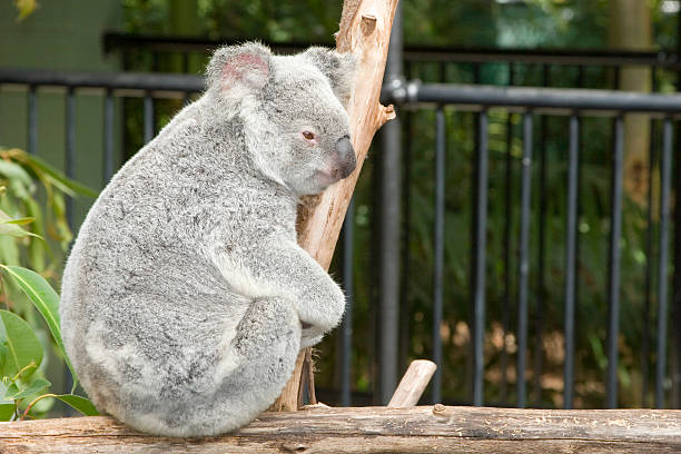 Koala bear side view stock photo