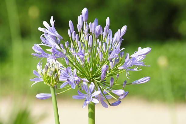 Viola fiore di giglio - foto stock