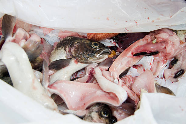 Fish Heads, Guts, and Eggs  roe river stock pictures, royalty-free photos & images