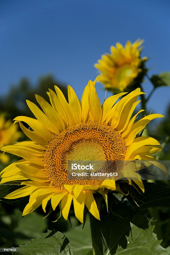 Sonnenblumen Nahaufnahme - Lizenzfrei Agrarbetrieb Stock-Foto