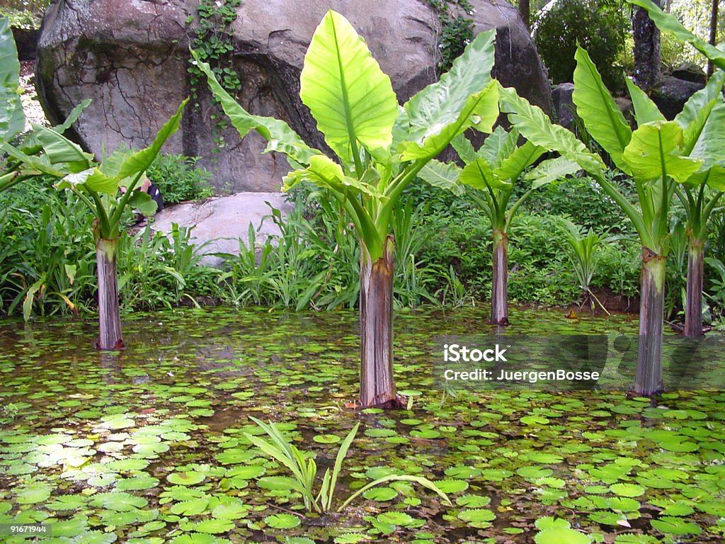 植物園 - カラー画像のロイヤリティフリーストックフォト