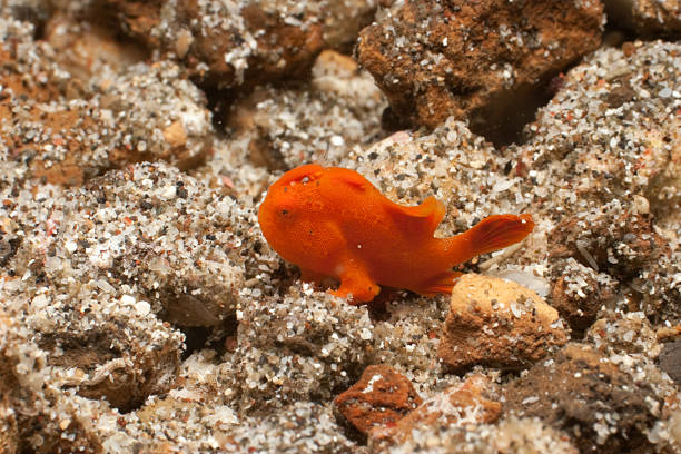 Tiny juvenile Painted Frogfish Antennarius pictus in the Lembeh Strait  red frog fish stock pictures, royalty-free photos & images