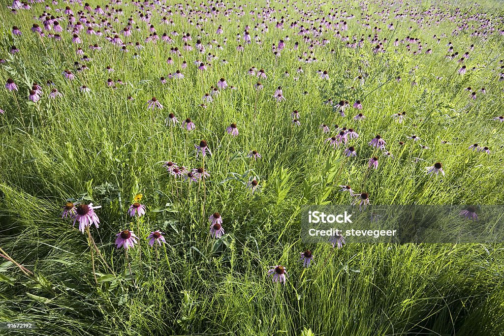 Región central de los Estados Unidos en junio de Prairie - Foto de stock de Flor libre de derechos