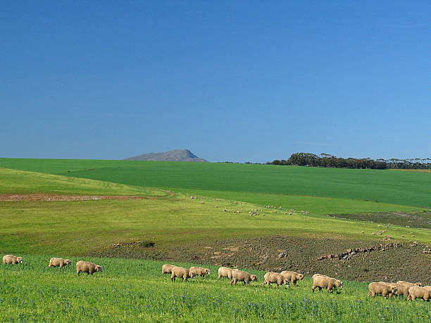 istock Sheep Grazing in a Green Field 2 91672401