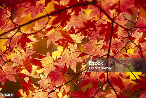 Orenge 잎 0명에 대한 스톡 사진 및 기타 이미지 - 0명, 가을, 나무