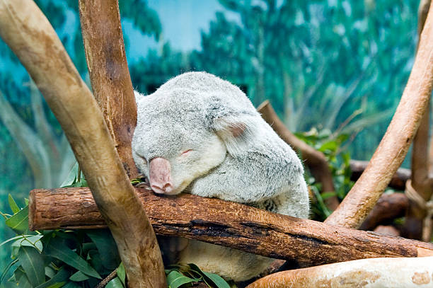 Sleeping Koala stock photo