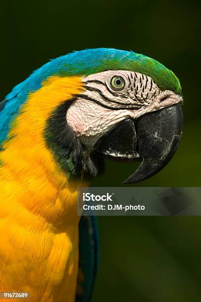 Ara Blu E Oro - Fotografie stock e altre immagini di America Latina - America Latina, Animale, Animale da compagnia