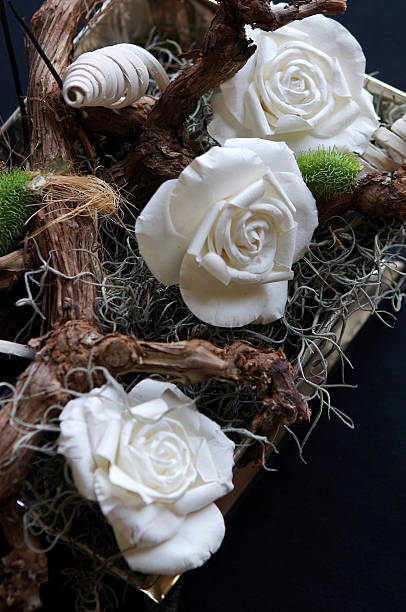 White Roses  whitsun stock pictures, royalty-free photos & images