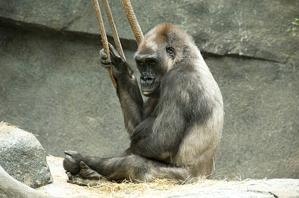 triste olhos - gorilla zoo animal silverback gorilla imagens e fotografias de stock