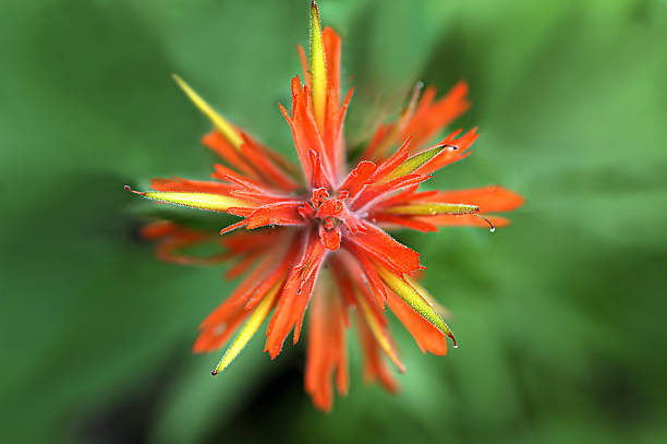 Castilleja astratto stelle - foto stock