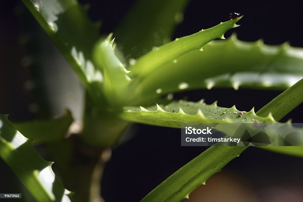 aloe plant detail  Aloe Stock Photo