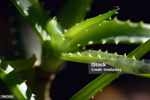 Aloe Plant Detail Stock Photo - Download Image Now - Aloe, Body Care, Care