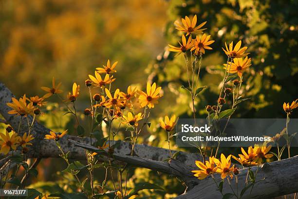 Sunflowers - Fotografias de stock e mais imagens de Amarelo - Amarelo, Anoitecer, Ao Ar Livre