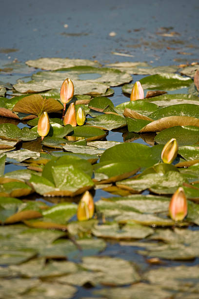 Green plant around the lake stock photo