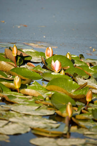 Green plant around the lake stock photo