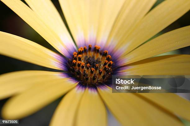 Yellow Flower Nahaufnahme Stockfoto und mehr Bilder von Farbbild - Farbbild, Fotografie, Horizontal