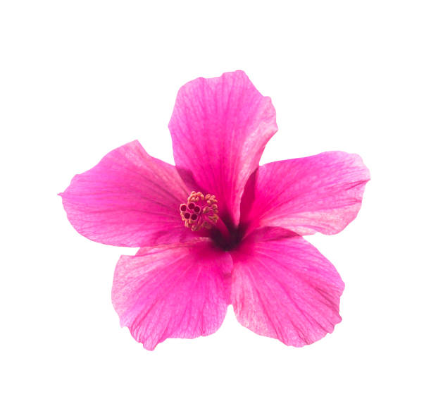 istock Pink hibiscus flower isolated 916735810