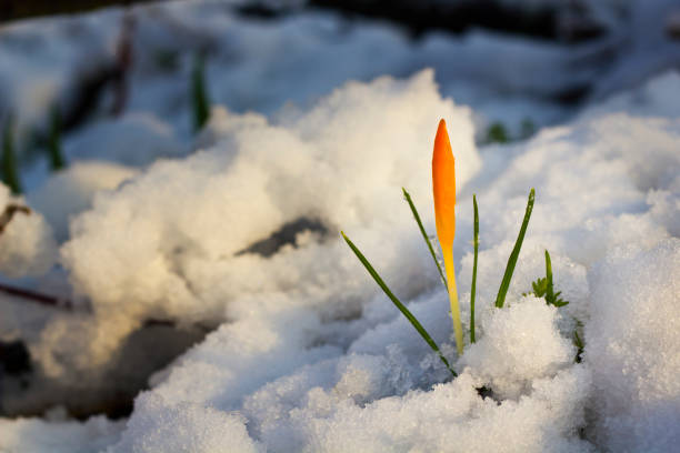 istock Yellow crocuses in snowy garden 916738654