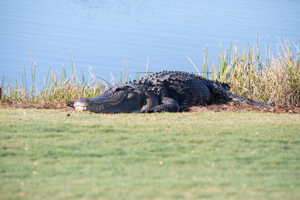 American Alligator (Alligator mississippiensis) among lily pads in marsh. Everglades National Park , Florida