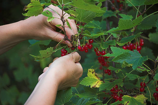 Red Currants stock photo