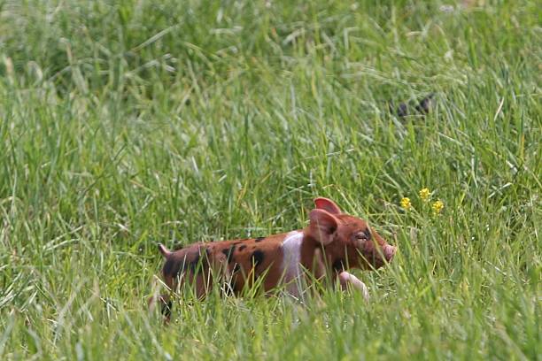 Spotted piglet stock photo