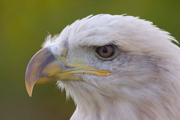 istock American Bald Eagle - Haliaeetus leucocephalus 91674193