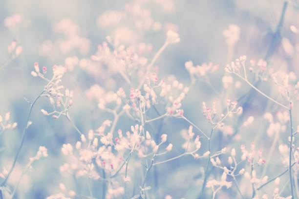 istock wild grass  flower ,Abstract spring nature background 916743770