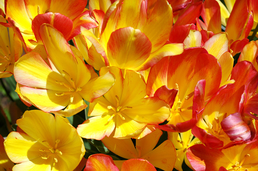 Bouquet tulip 'Antoinette' changes color from yellow to red as it matures. Also known as the Chameleon Tulip.