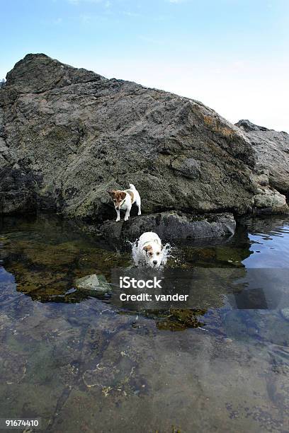 Cane Salta In Acqua - Fotografie stock e altre immagini di Acqua - Acqua, Ambientazione esterna, Amore