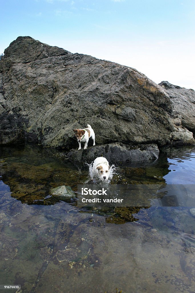 Cão saltos sobre a água. - Foto de stock de Amor royalty-free