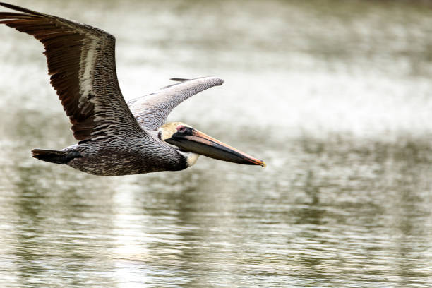 istock Brown pelican Pelecanus 916746392