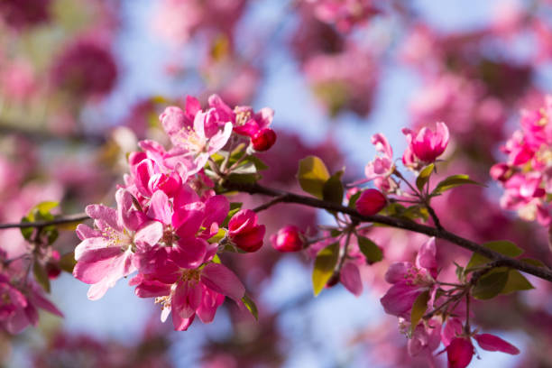 istock Crab Apple Blossom Close Up 916750042