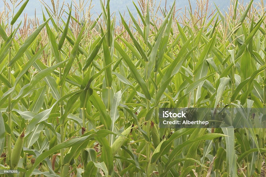 maíz - Foto de stock de Agricultura libre de derechos