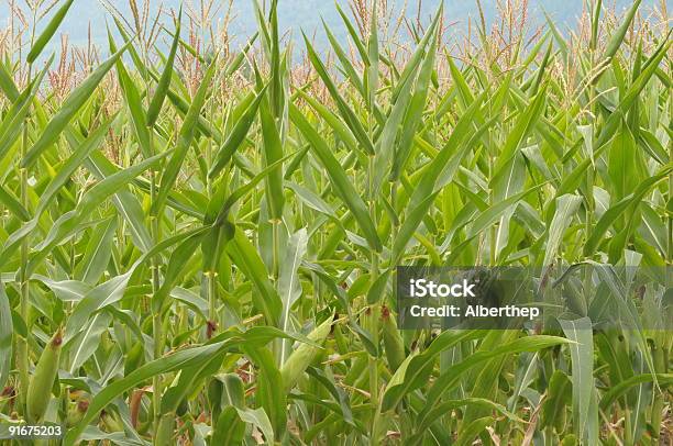 Maíz Foto de stock y más banco de imágenes de Agricultura - Agricultura, Color - Tipo de imagen, Etanol