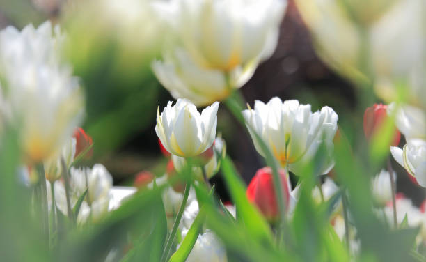 istock Tulips in Flowerbed 916752484