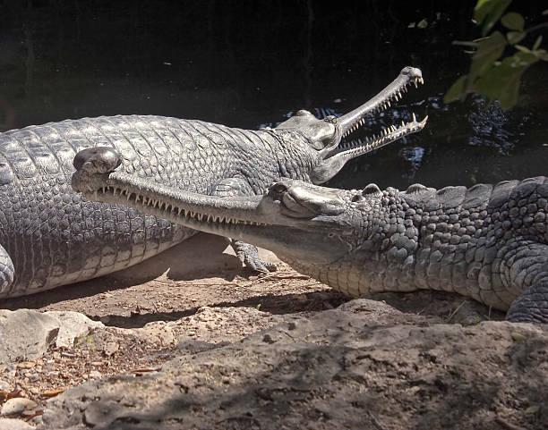 fines snouted crocodiles - snouted photos et images de collection