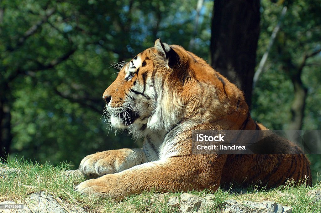 tigre dell'Amur - Foto stock royalty-free di Tigre