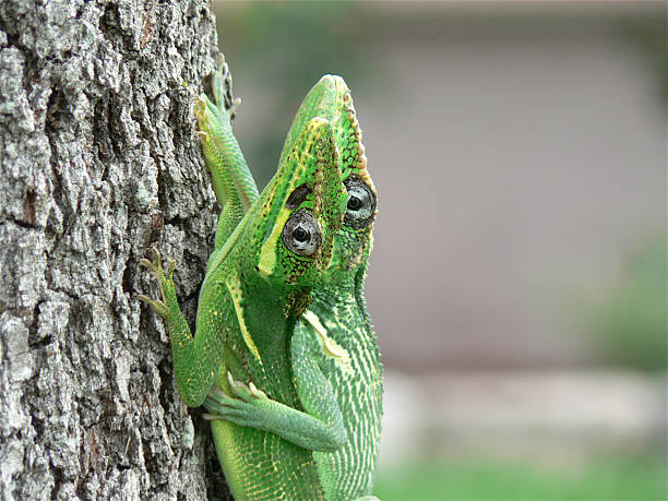 istock Green anoles on live oak tree in Florida 91675679