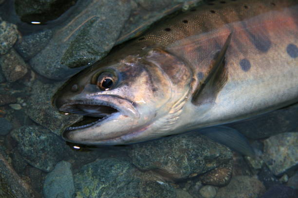 istock Yamame,oncorhynchus masou,Pacific Salmon 916758152