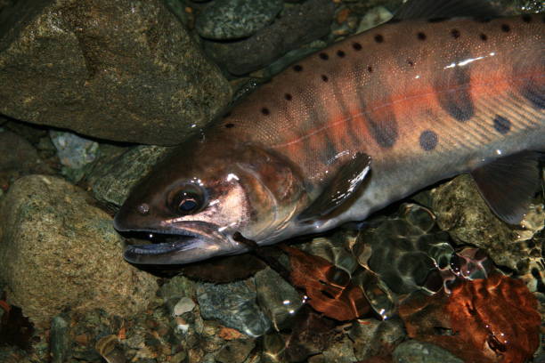 istock Yamame,oncorhynchus masou,Pacific Salmon 916758154