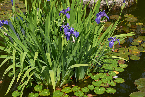 Iris laevigata blooming