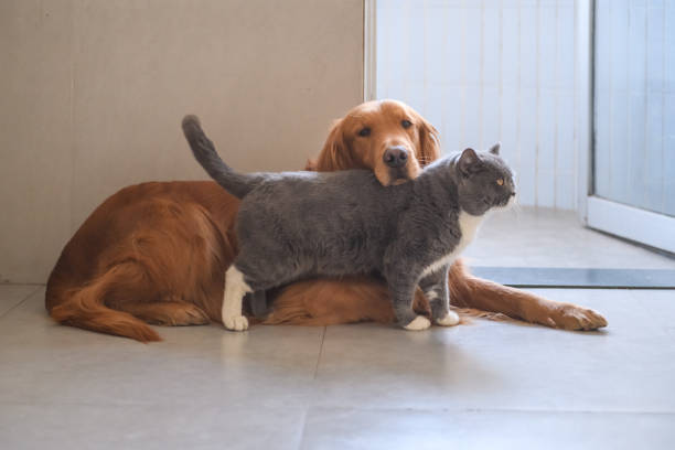 istock Golden Retriever and Cat 916758660