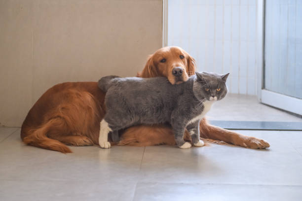 istock Golden Retriever and Cat 916758664