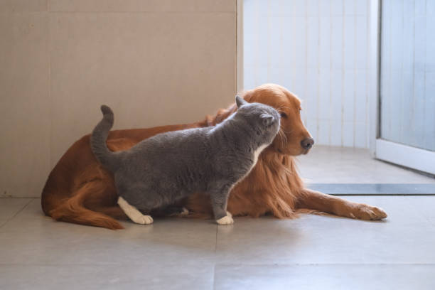 istock Golden Retriever and Cat 916758668