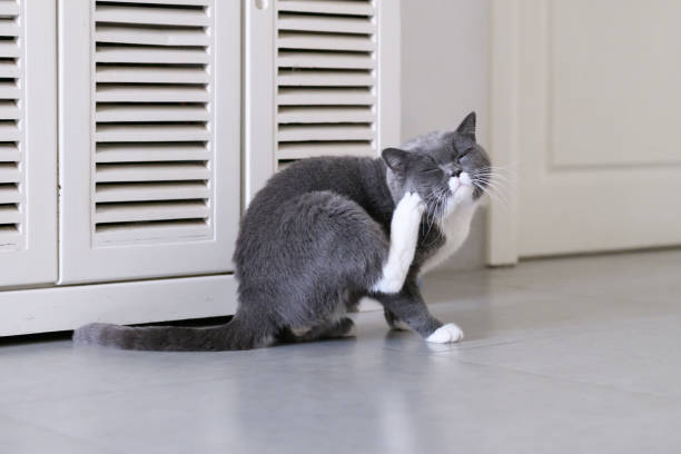 Grey cat, shot indoors